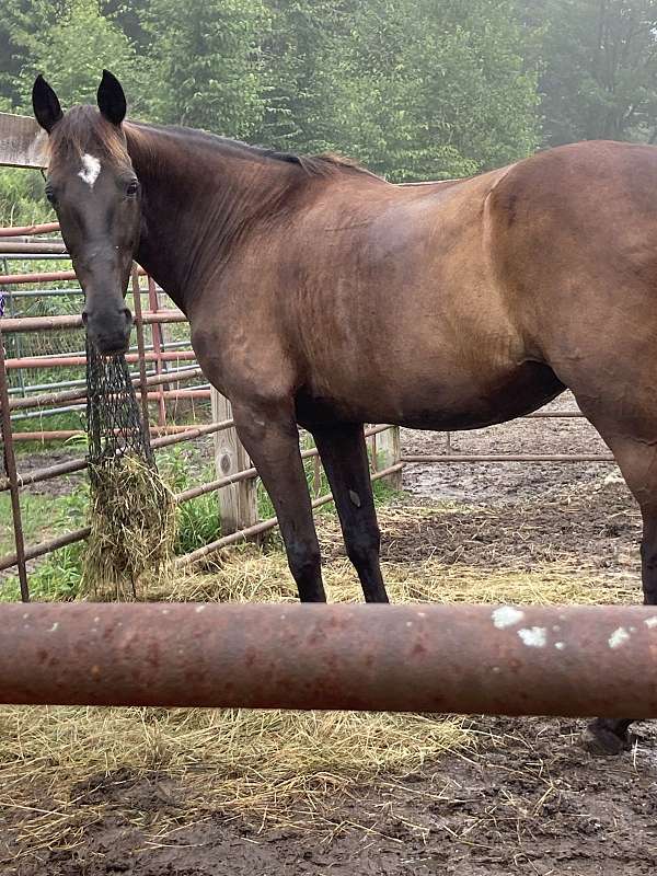 smokey-black-single-footing-mare