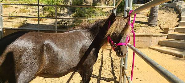 bathe-miniature-horse