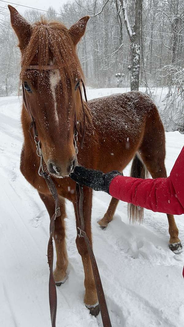 quarter-horse-gelding