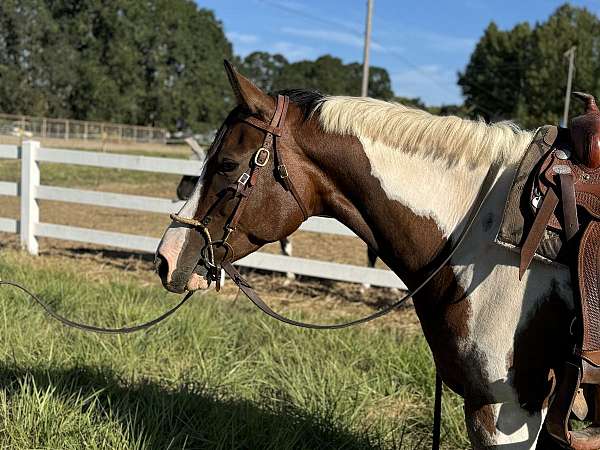 roan-tobiano-horse