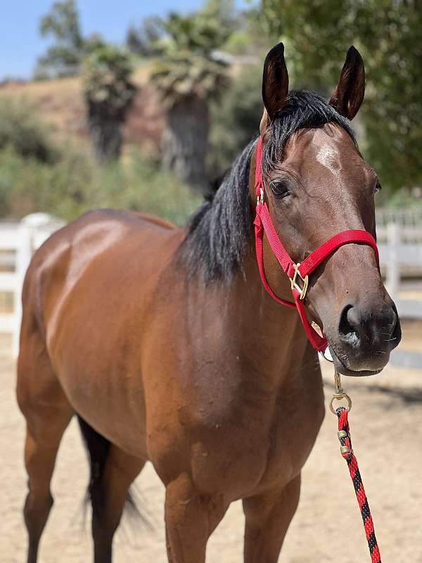 star-white-sock-horse