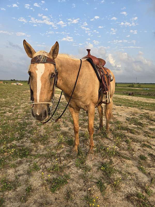 palomino-quarter-horse-filly-mare