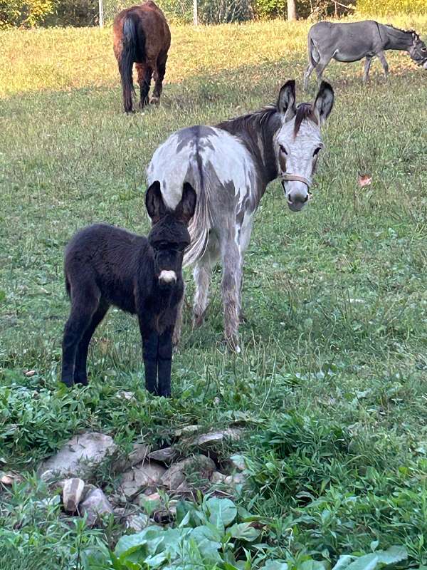 black-cross-on-back-donkey