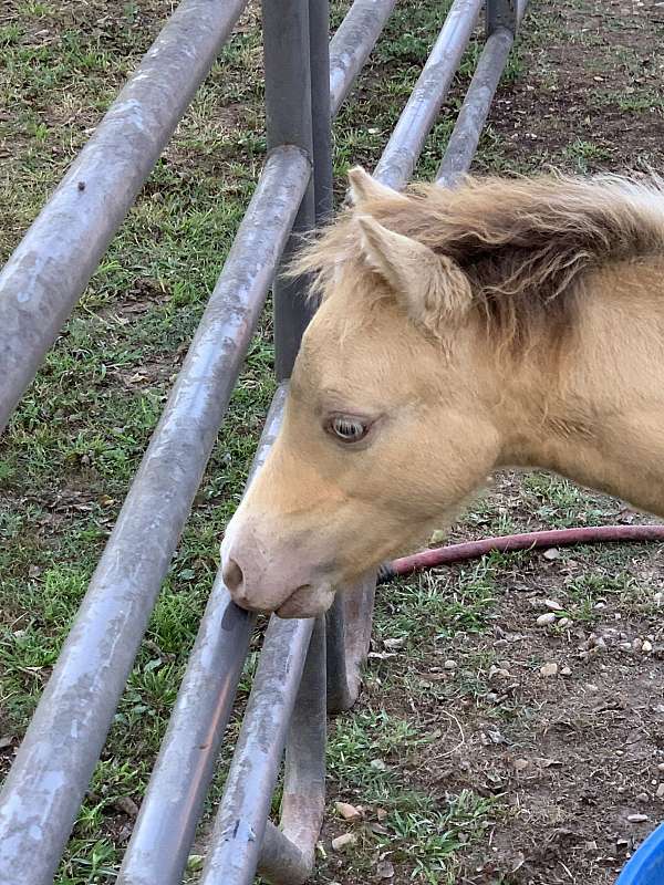 blue-eyed-buckskin-miniature-horse