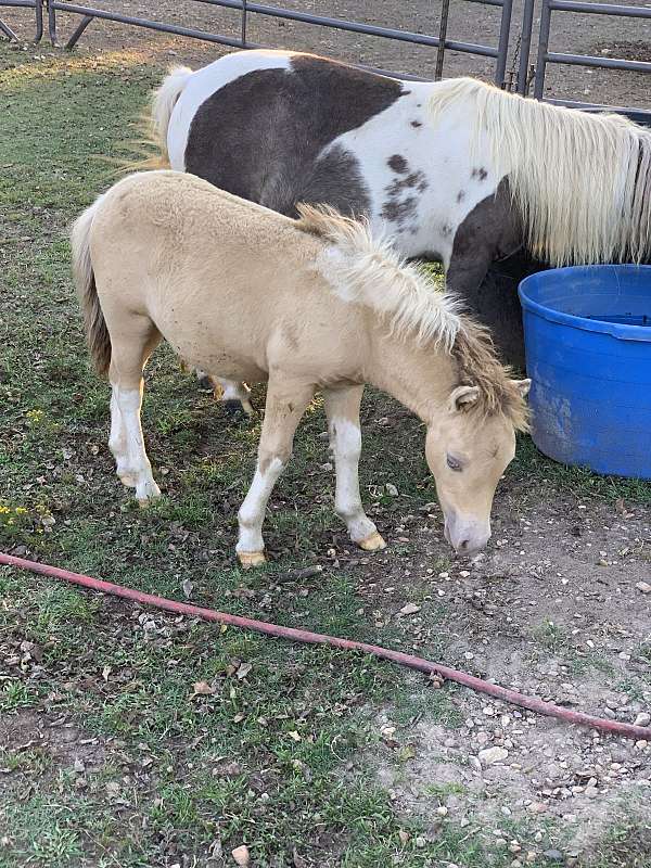 blue-eyed-buckskin-horse