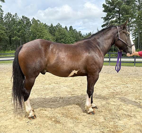 black-quarter-horse-gelding