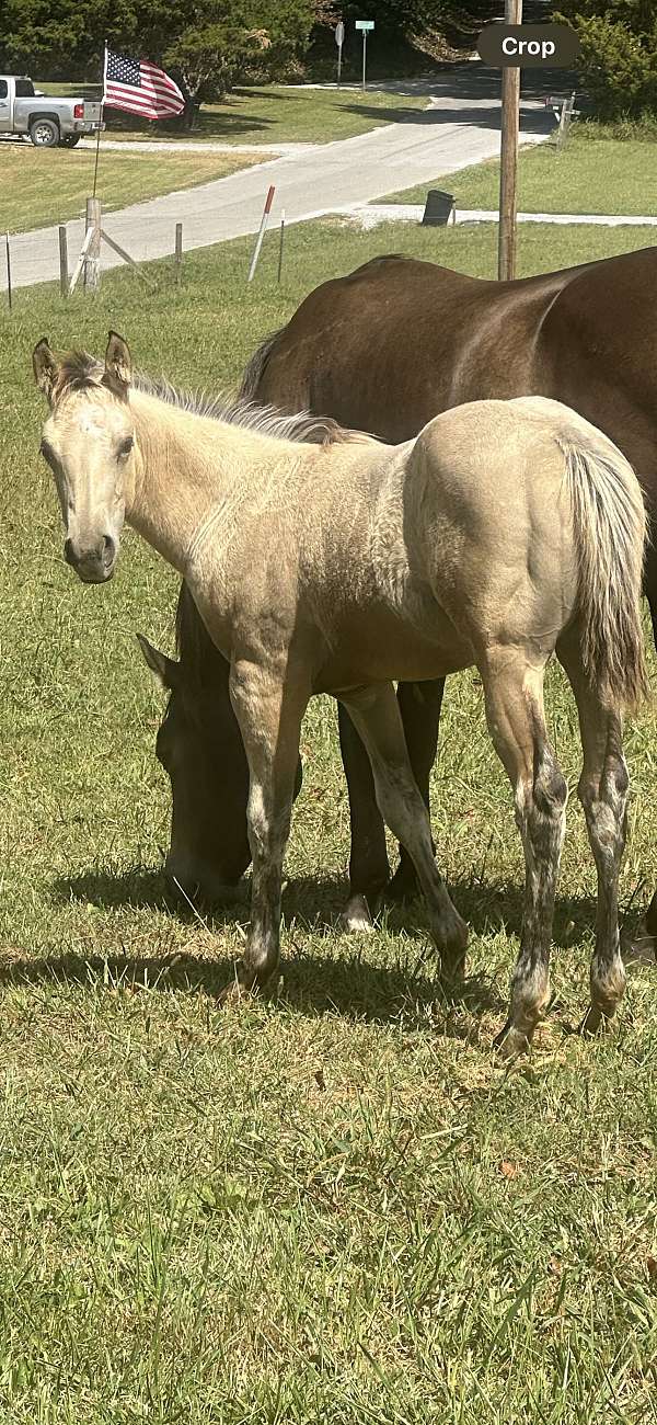 all-around-quarter-horse