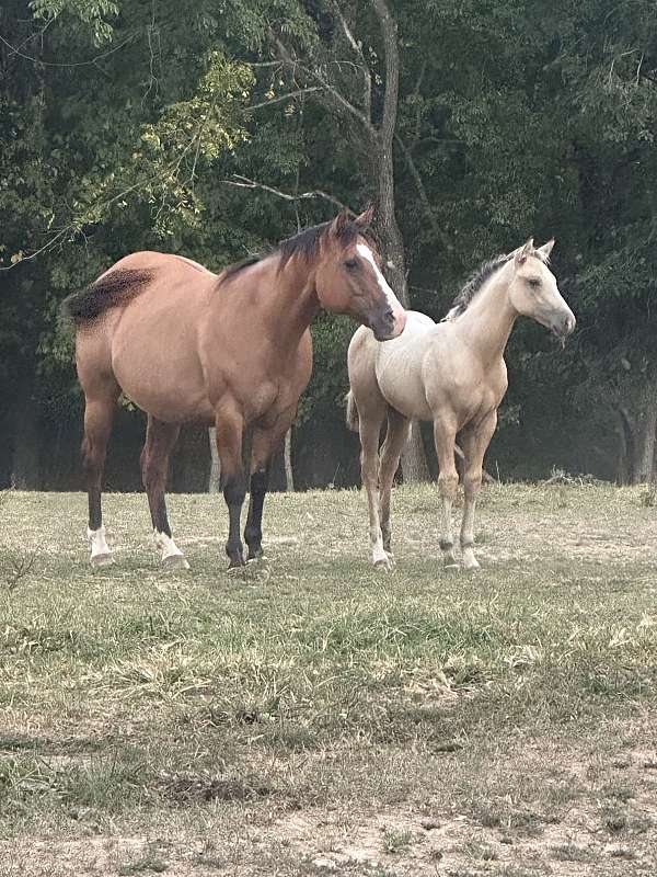 all-around-quarter-horse