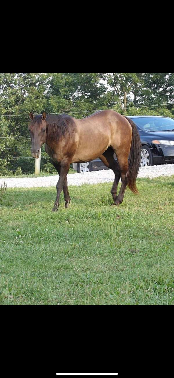 grulla-all-around-trail-riding-horse