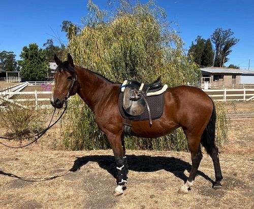 rescue-arabian-quarter-horse