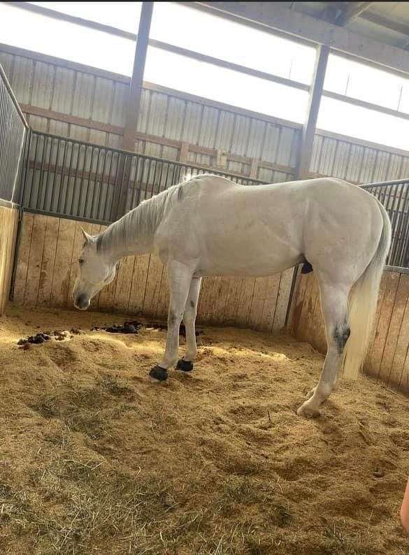 dressage-thoroughbred-horse