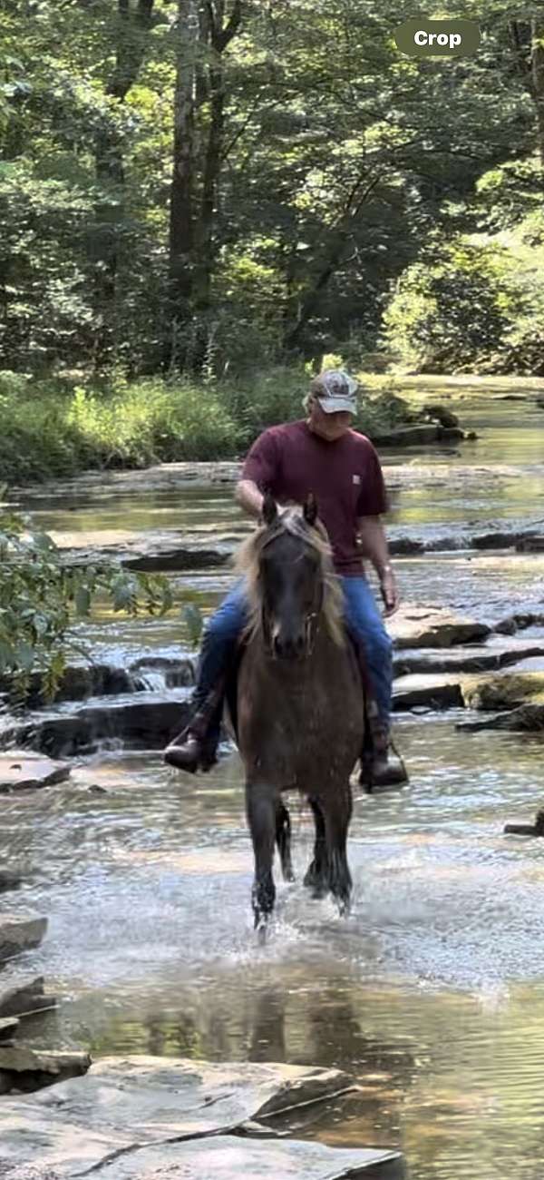 breeding-rocky-mountain-horse