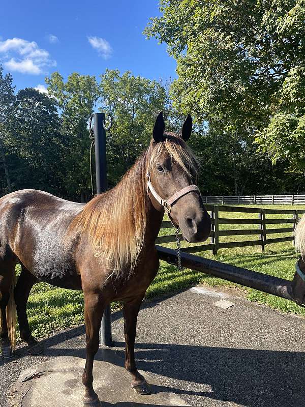 breeding-rocky-mountain-horse