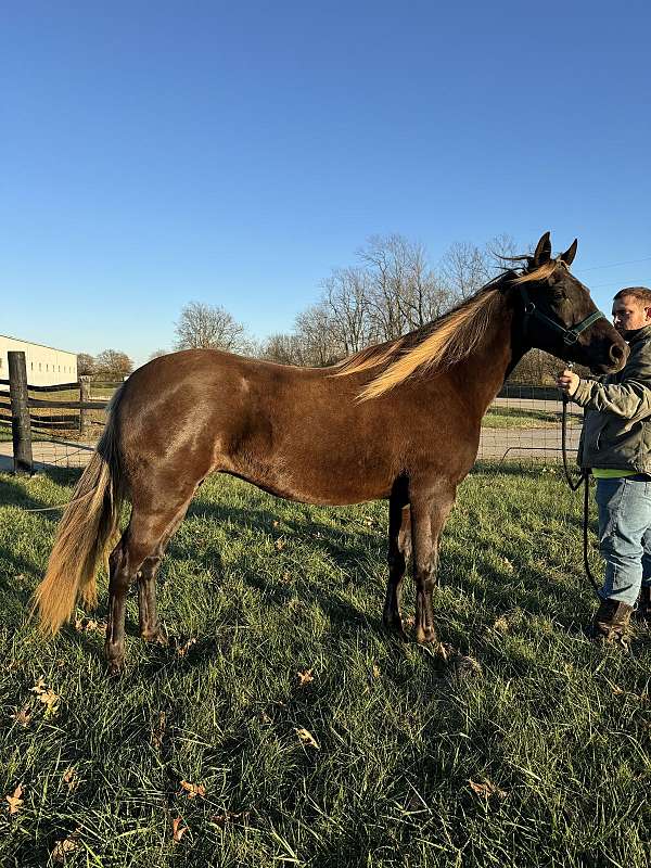 behaved-rocky-mountain-horse