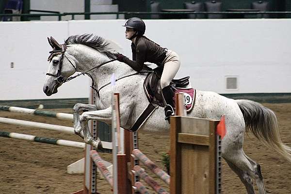 athletic-thoroughbred-horse