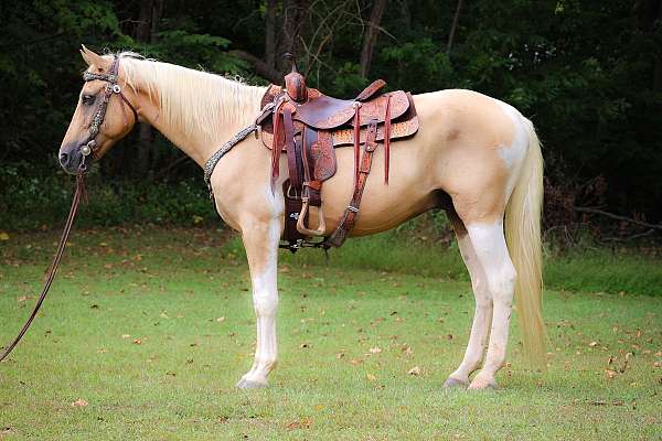 been-shown-missouri-fox-trotter-horse