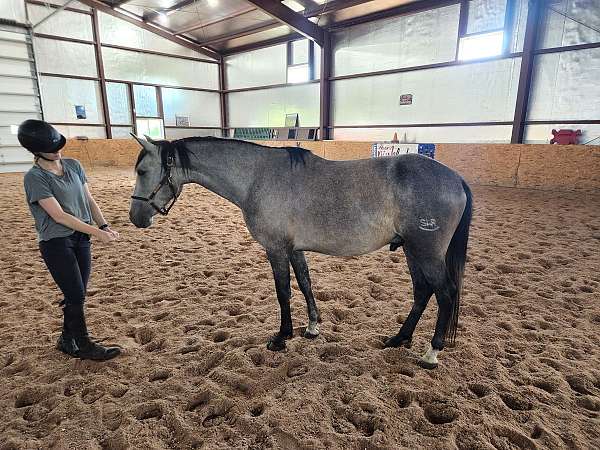 andalusian-gelding