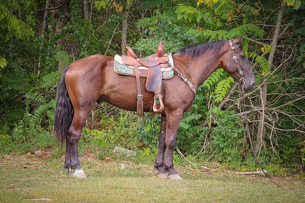 western-dressag-friesian-horse