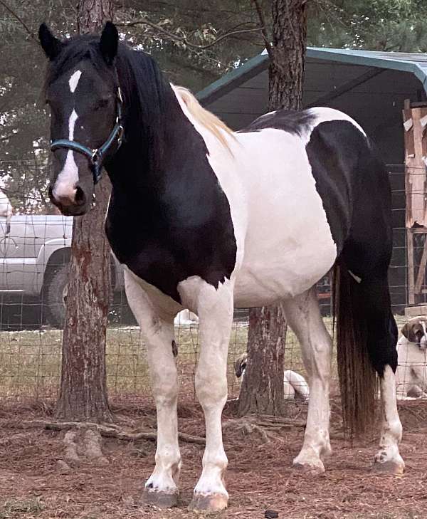 spotted-draft-friesian-horse