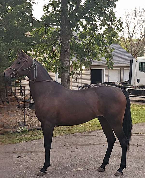 arabian-gelding