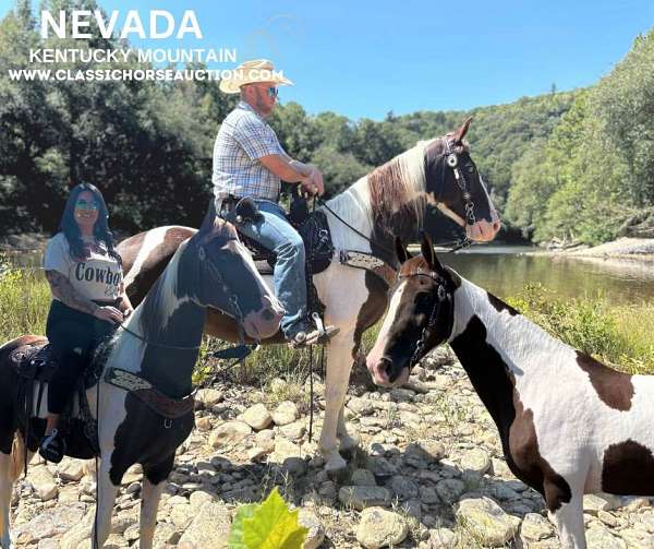 animals-kentucky-mountain-horse