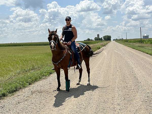 quarter-horse-gelding