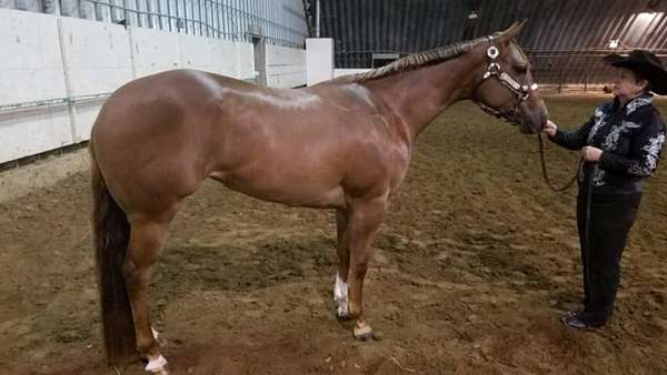 appaloosa-mare