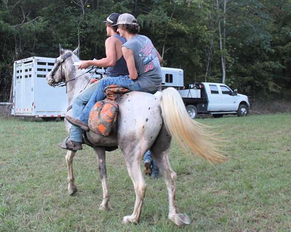 husband-spotted-saddle-horse