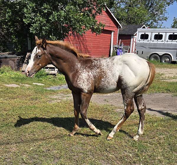 appaloosa-stallion