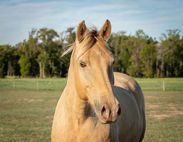 gelding-quarter-horse