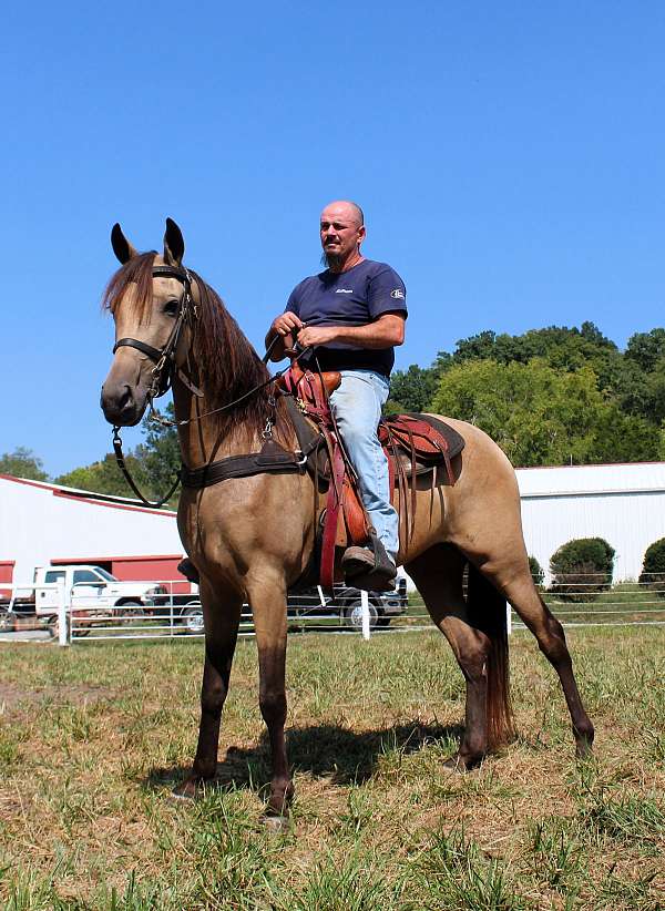 mt-horse-tennessee-walking