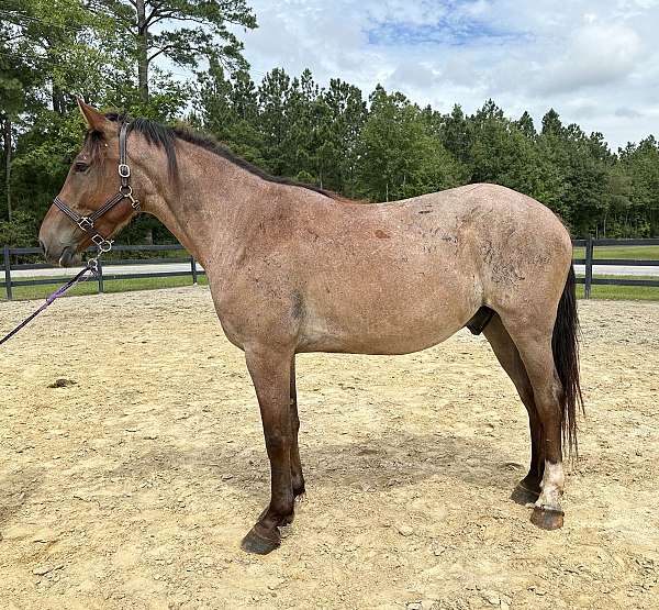 bay-roan-percheron-for-sale