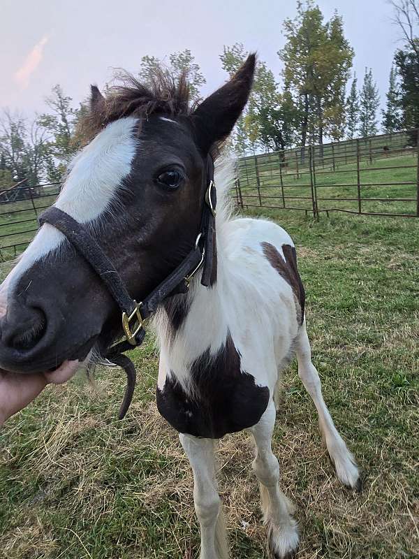 all-around-family-gypsy-vanner-horse