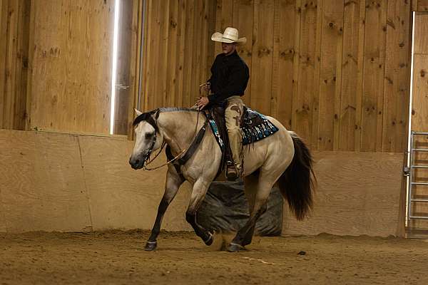 beginner-quarter-horse