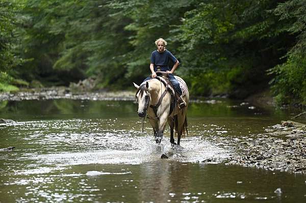 dun-factor-quarter-horse