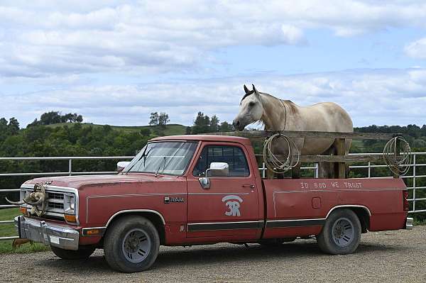 kid-safe-quarter-horse