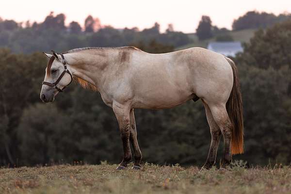 parade-quarter-horse