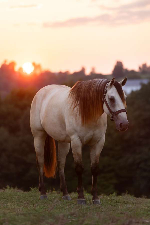 playday-quarter-horse