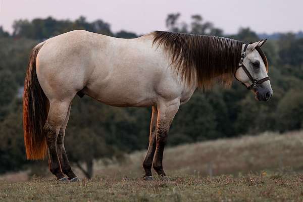 ranch-versatility-quarter-horse