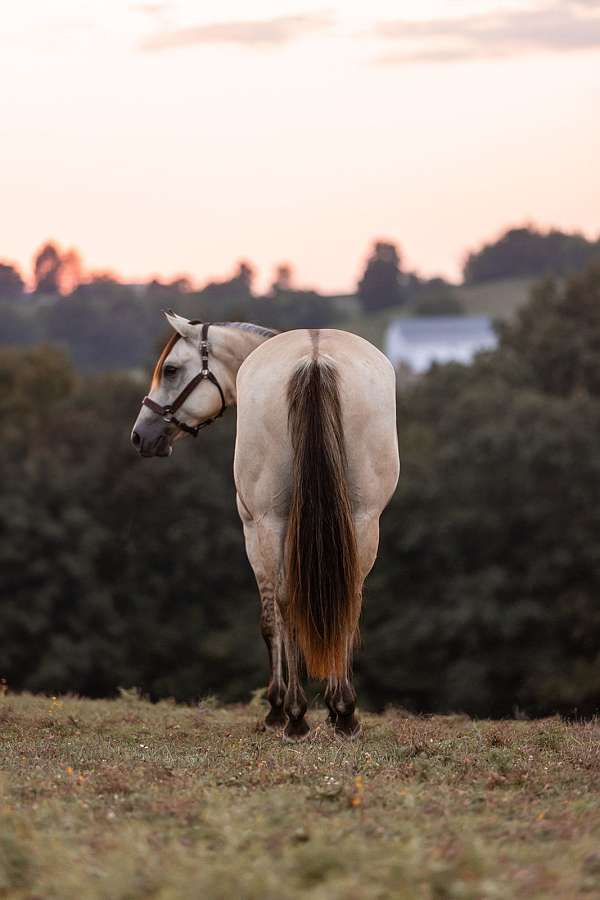 show-experience-quarter-horse