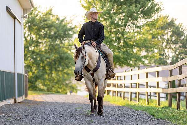 trail-class-competition-quarter-horse