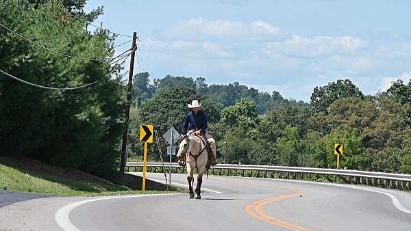 working-cattle-quarter-horse