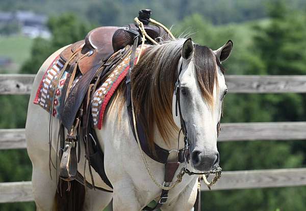 youth-quarter-horse