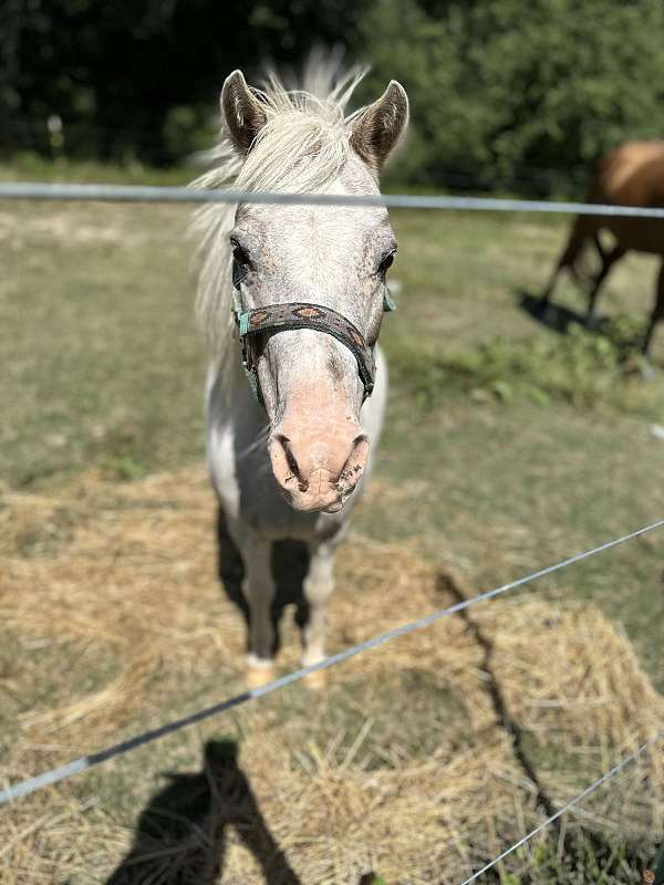 lesson-started-under-saddle-gelding