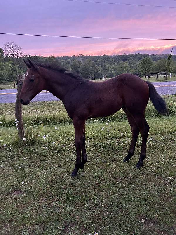 all-around-quarter-horse