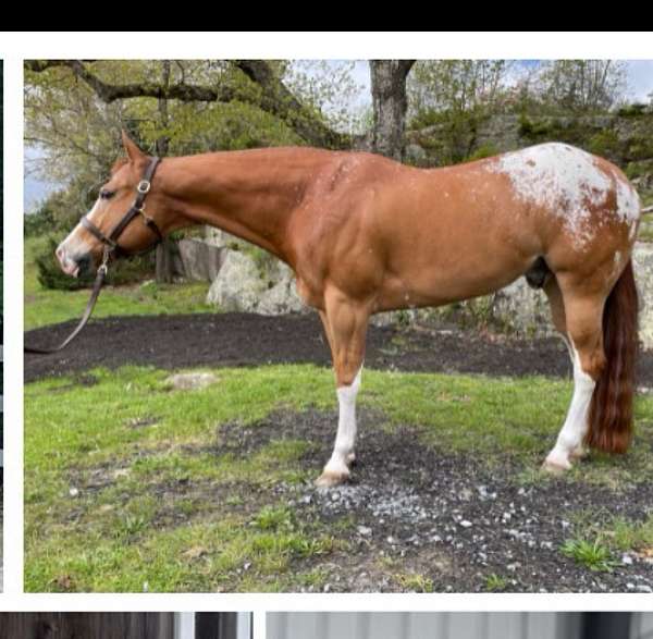 all-around-appaloosa-horse