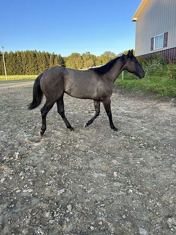 all-around-quarter-horse