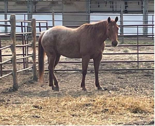 white-star-horse