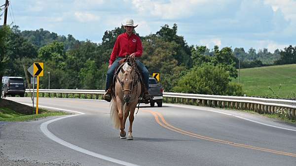 husband-safe-quarter-horse