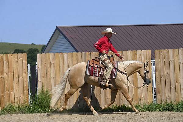 all-around-quarter-horse